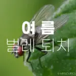 여름 불청객 벌레 퇴치: 쾌적한 여름나기를 위한 필수 정보 10 여름 벌레 퇴치 방법