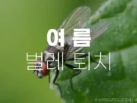 여름 벌레 퇴치 방법