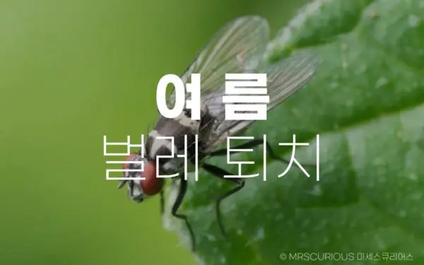 여름 벌레 퇴치 방법