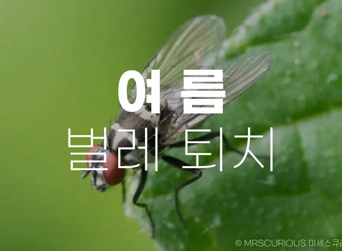 여름 벌레 퇴치 방법
