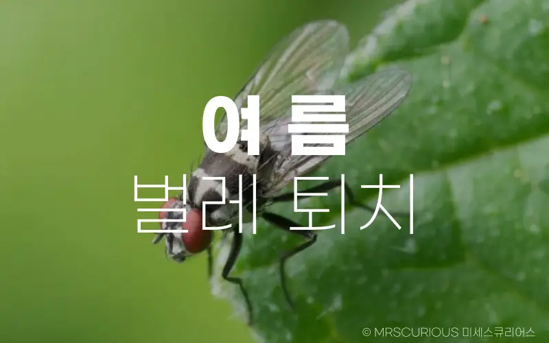 여름 불청객 벌레 퇴치: 쾌적한 여름나기를 위한 필수 정보 1 여름 벌레 퇴치 방법