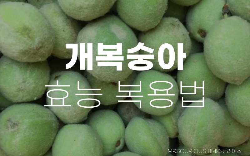 개복숭아효능 복용법: 면역력 및 기관지 등 건강좋고 맛도 좋은 이유 1 개복숭아효능 복용법